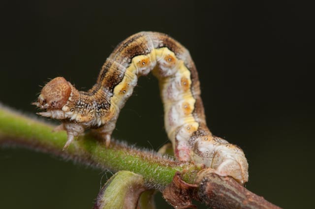 bruco I - Erannis defoliaria